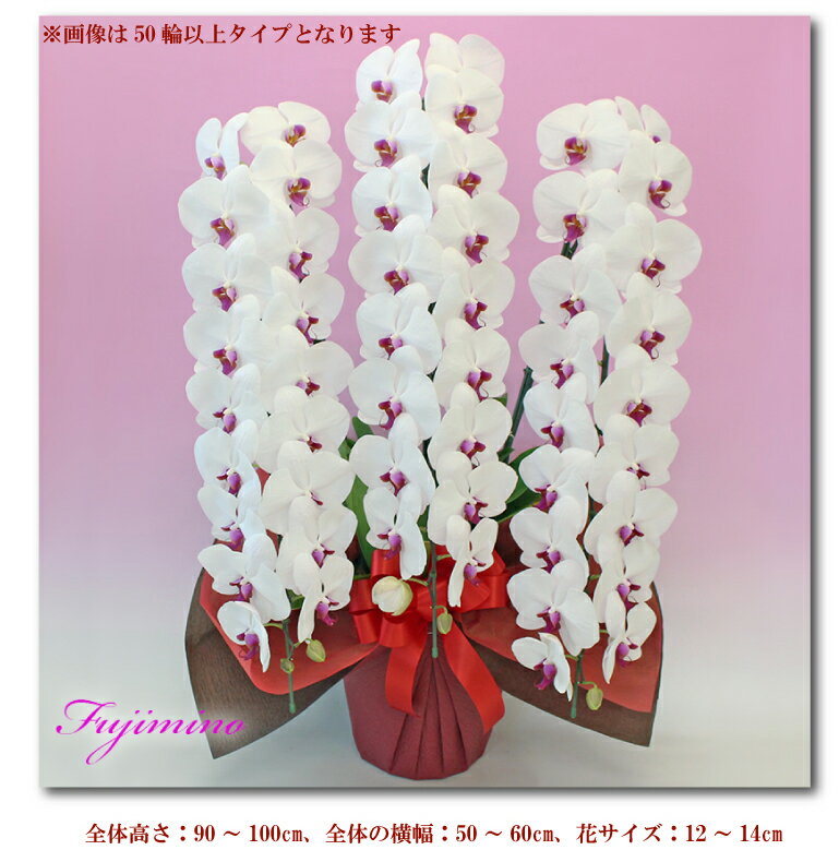 胡蝶蘭 3本立ち 3色 40輪以上 つぼみ含む コチョウラン 花 ギフト お祝い お供え 開業祝い 開店祝い 開院祝い 移転祝い 御礼 就任祝い ご栄転祝い 昇進祝い 退職祝い 誕生日祝い 新築祝い 胡蝶蘭 3本立ち 3色 40輪以上 つぼみ含む コチョウラン 花 ギフト お祝い お供え 開業祝い 開店祝い 開院祝い 移転祝い 御礼 就任祝い ご栄転祝い 昇進祝い 退職祝い 誕生日祝い 新築祝い