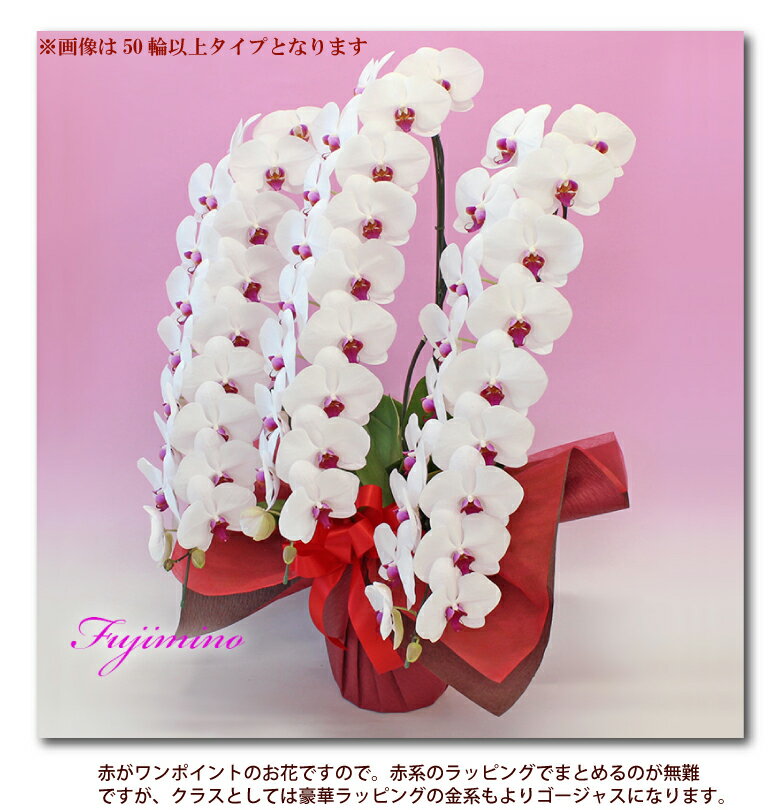 胡蝶蘭 3本立ち 3色 40輪以上 つぼみ含む コチョウラン 花 ギフト お祝い お供え 開業祝い 開店祝い 開院祝い 移転祝い 御礼 就任祝い ご栄転祝い 昇進祝い 退職祝い 誕生日祝い 新築祝い 胡蝶蘭 3本立ち 3色 40輪以上 つぼみ含む コチョウラン 花 ギフト お祝い お供え 開業祝い 開店祝い 開院祝い 移転祝い 御礼 就任祝い ご栄転祝い 昇進祝い 退職祝い 誕生日祝い 新築祝い