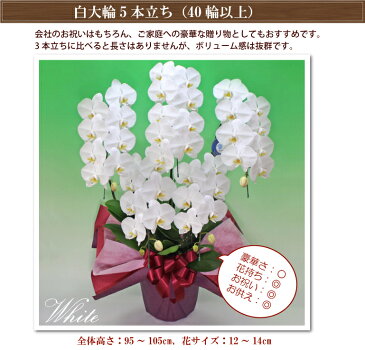 胡蝶蘭 5本立ち 40輪以上 選べる4色 最もリーズナブルな大輪5本立ち あす楽 花 コチョウラン ギフト お中元 お祝い お供え 誕生日祝い 開業祝い 移転祝い 開店祝い 開院祝い 就任祝い 周年祝い 叙勲 月間優良ショップ