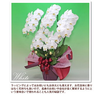 胡蝶蘭 5本立ち 40輪以上 選べる4色 最もリーズナブルな大輪5本立ち あす楽 花 コチョウラン ギフト お中元 お祝い お供え 誕生日祝い 開業祝い 移転祝い 開店祝い 開院祝い 就任祝い 周年祝い 叙勲 月間優良ショップ