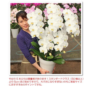 蘭鉢花立札カード無料送料無料ふじみ野ラン園40輪以上おうち時間開店祝いプレゼントお祝い産地直送胡蝶蘭5本立ち40輪以上選べる4色最もリーズナブルな大輪 5本立ちあす楽花コチョウランギフトお中元 蘭鉢花立札カード無料送料無料ふじみ野ラン園40輪以上おうち時間開店祝いプレゼントお祝い産地直送胡蝶蘭5本立ち40輪以上選べる4色最もリーズナブルな大輪 5本立ちあす楽花コチョウランギフトお中元