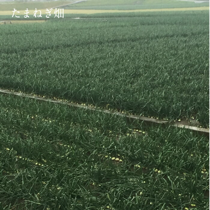 ���������øϩ�绺���ޤͤ� ��10kg���������ʼ���ޤ���������������̵�����̳�ƻ������������