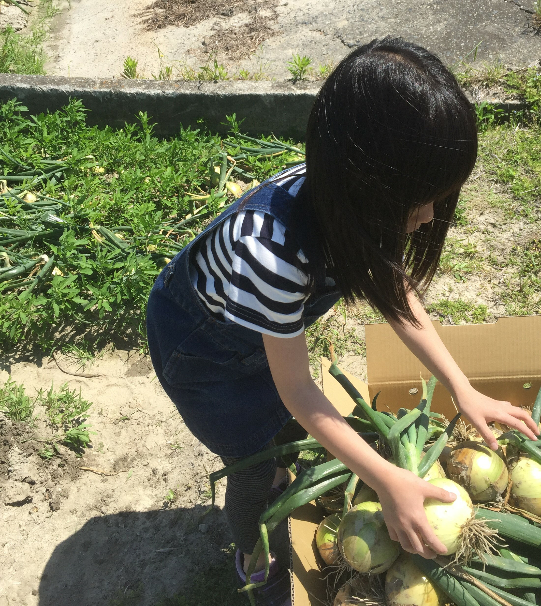 ���������øϩ�绺���ޤͤ� ��20kg���������ʼ���ޤ���������������̵���ʲ���������