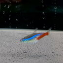 ネオンテトラ (MSサイズ)(100匹) 不二熱帯魚 熱帯魚 カラシン 淡水魚 初心者向け 人気種 定番 熱帯魚定番 ネオンテトラ 鮮やか