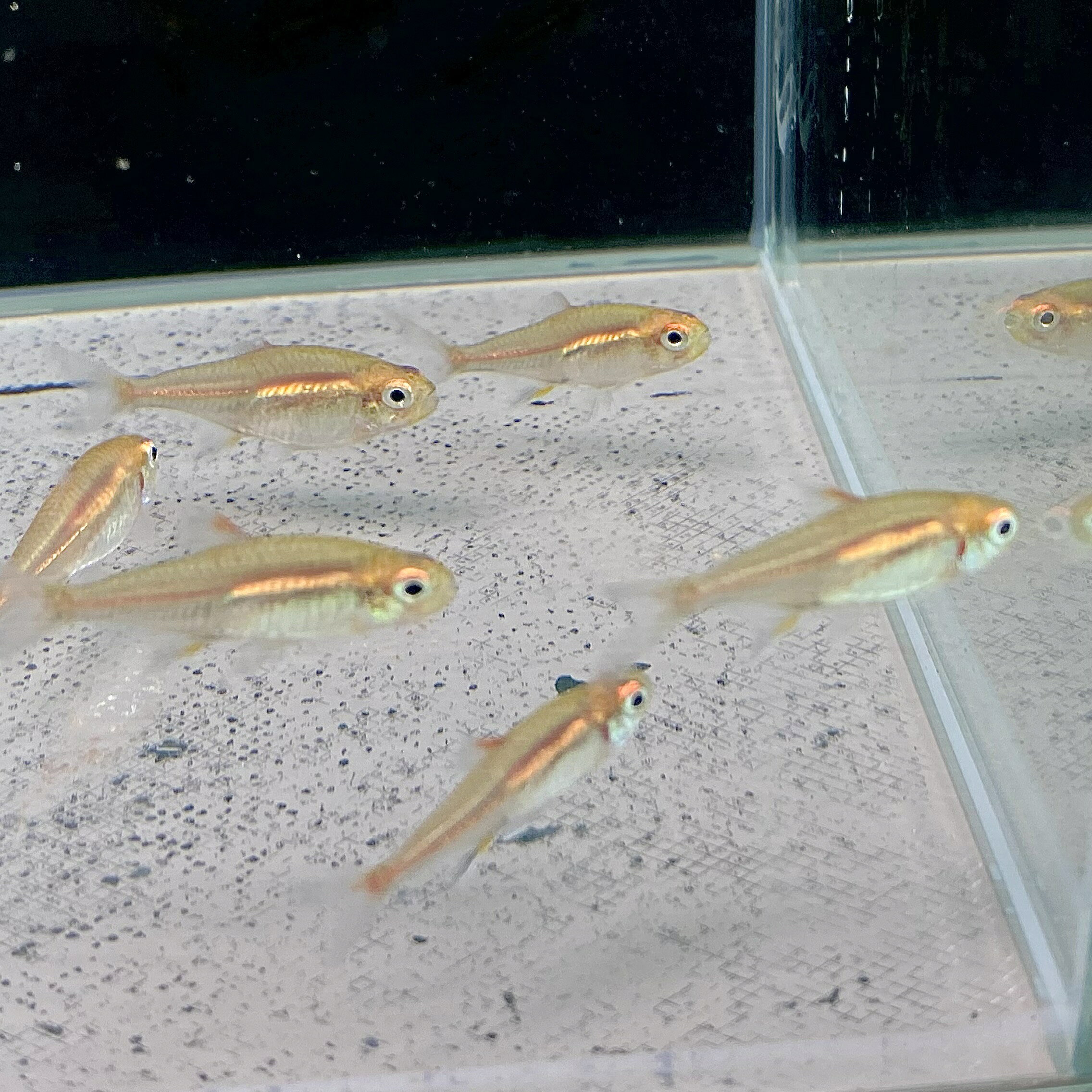 グローライト・テトラ (Mサイズ) (10匹) 不二熱帯魚 熱帯魚 カラシン 淡水魚 定番 ...