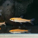 レッドペンシル (Mサイズ) (10匹) 不二熱帯魚 熱帯魚 淡水魚 生体 カラシン