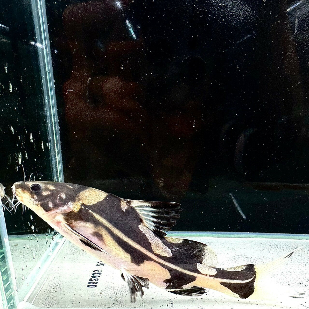 【死着保証あり】マーブルランサー (13cm＋) (1匹) 不二熱帯魚 熱帯魚 淡水魚 生体 ナマズのサムネイル