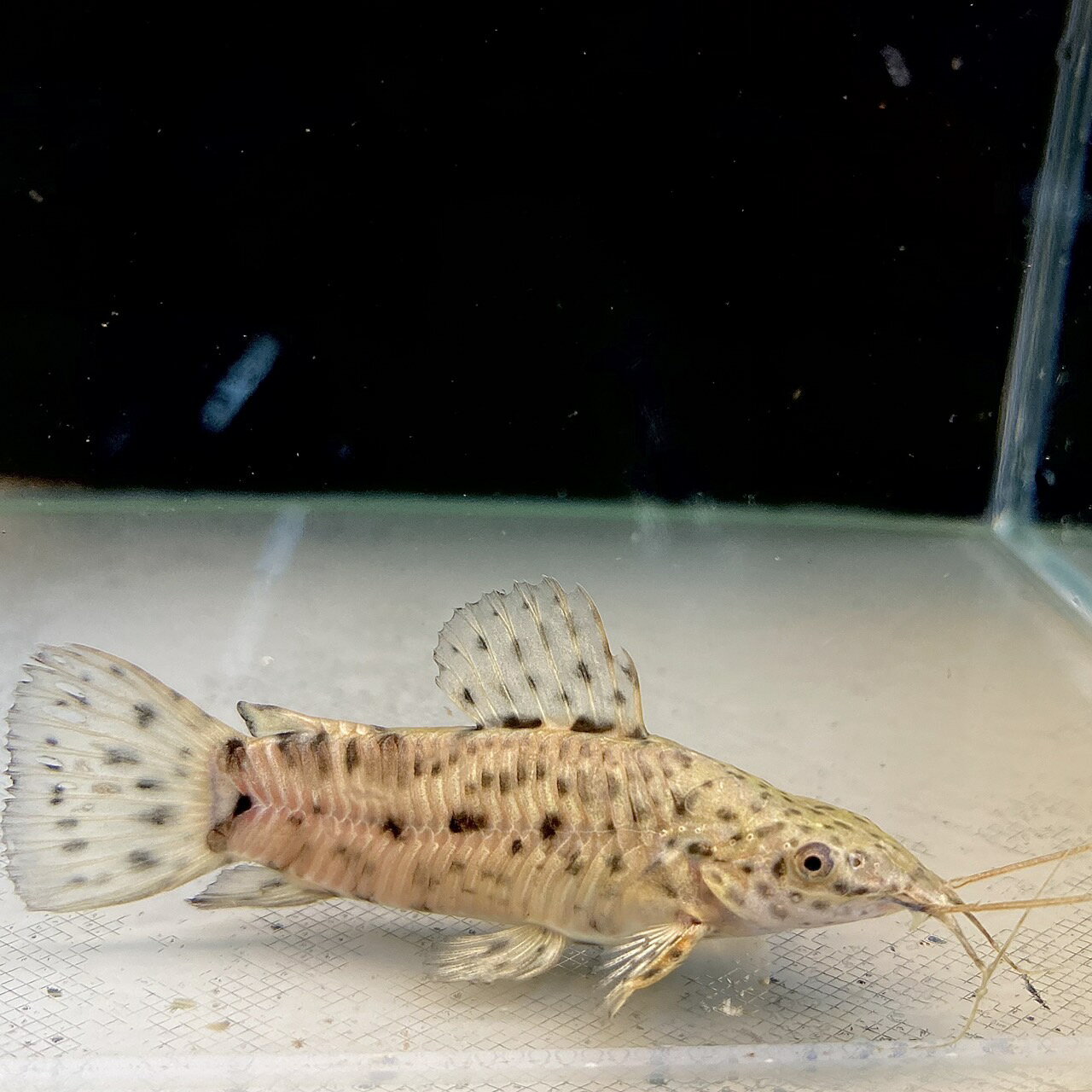 ブラックホプロステルナム (10cm) (1匹) 不二熱帯魚 熱帯魚 淡水魚 生体 ナマズのサムネイル