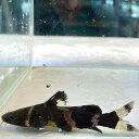 アジアンバンブルビーキャット (8cm±) (2匹) 不二熱帯魚 熱帯魚 淡水魚 生体 ナマズ