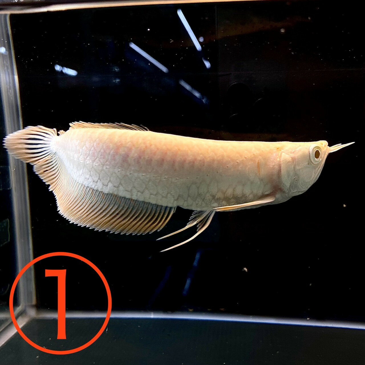 特価品　アルビノシルバーアロワナ (40cm±) (1匹) 不二熱帯魚 熱帯魚 古代魚 淡水魚 人気種 生体