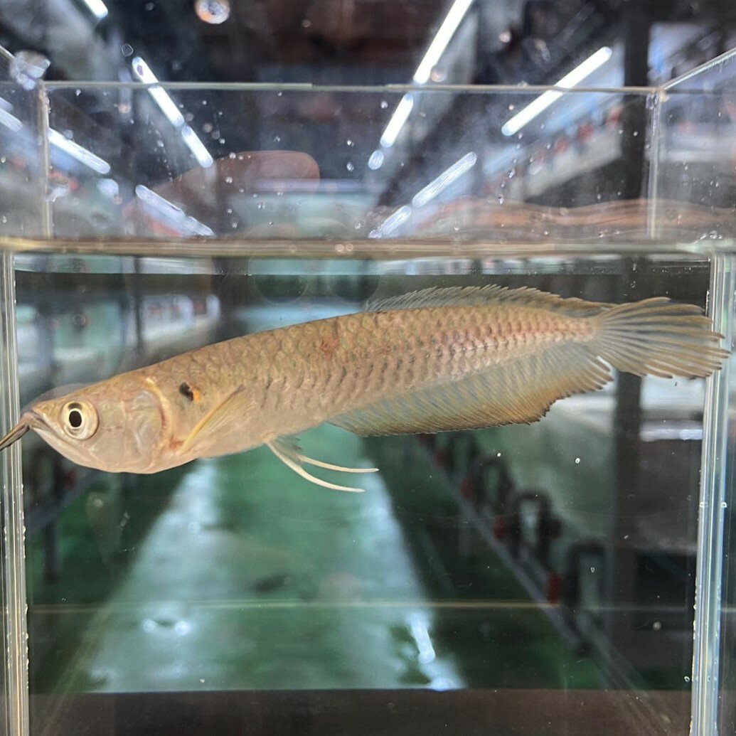 シルバーアロワナ (9cm±) (1匹) 不二熱帯魚 熱帯魚 淡水魚 生体 人気種 アロワナ 古代魚...