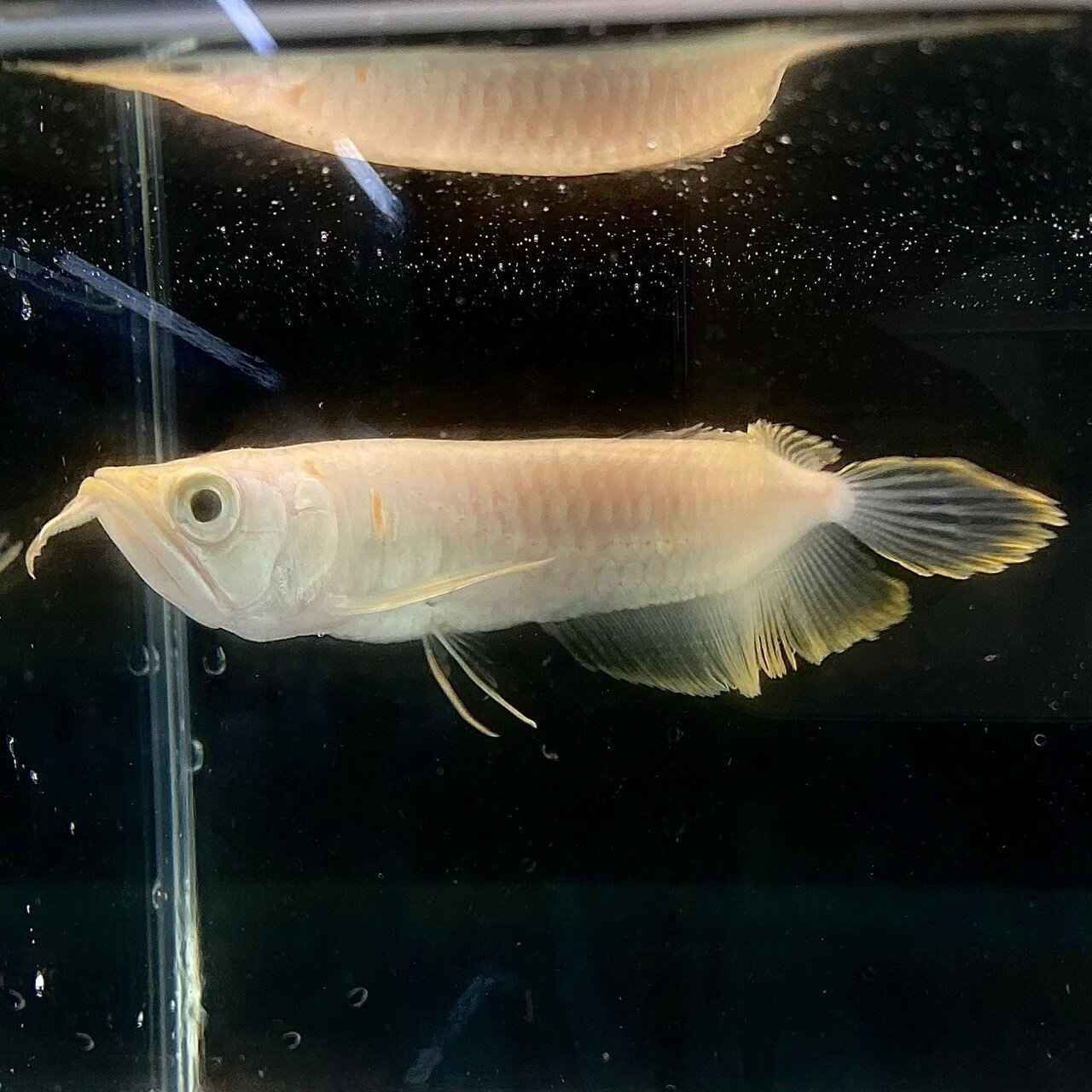 楽天市場】熱帯魚 ダトニオの通販 楽天市場】熱帯魚 ダトニオの通販