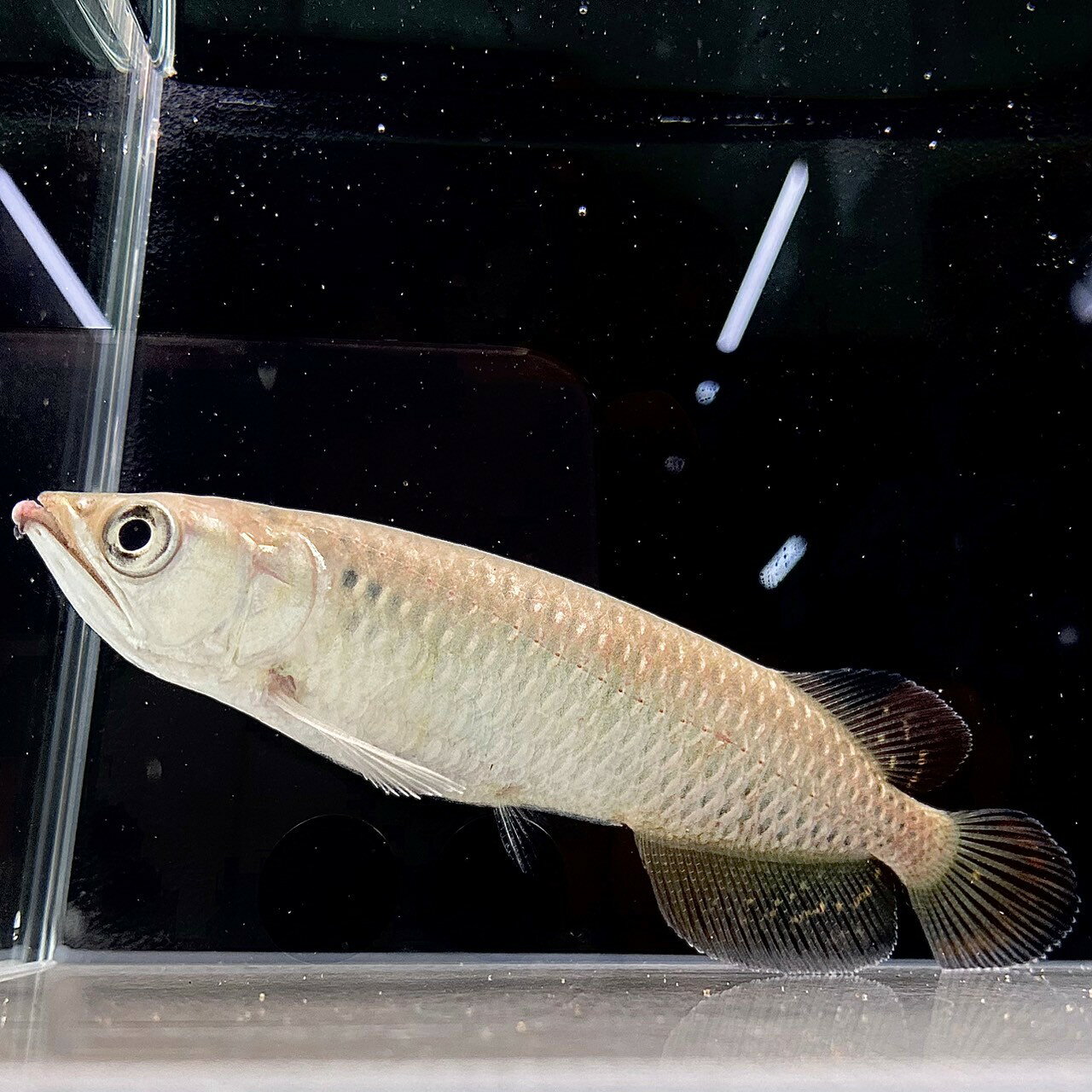 不二熱帯魚の【死着保証あり】ノーザンバラムンディ (23cm±) (1匹) 不二熱帯魚 熱帯魚 古代魚 淡水魚 人気種 生体｜アングル2