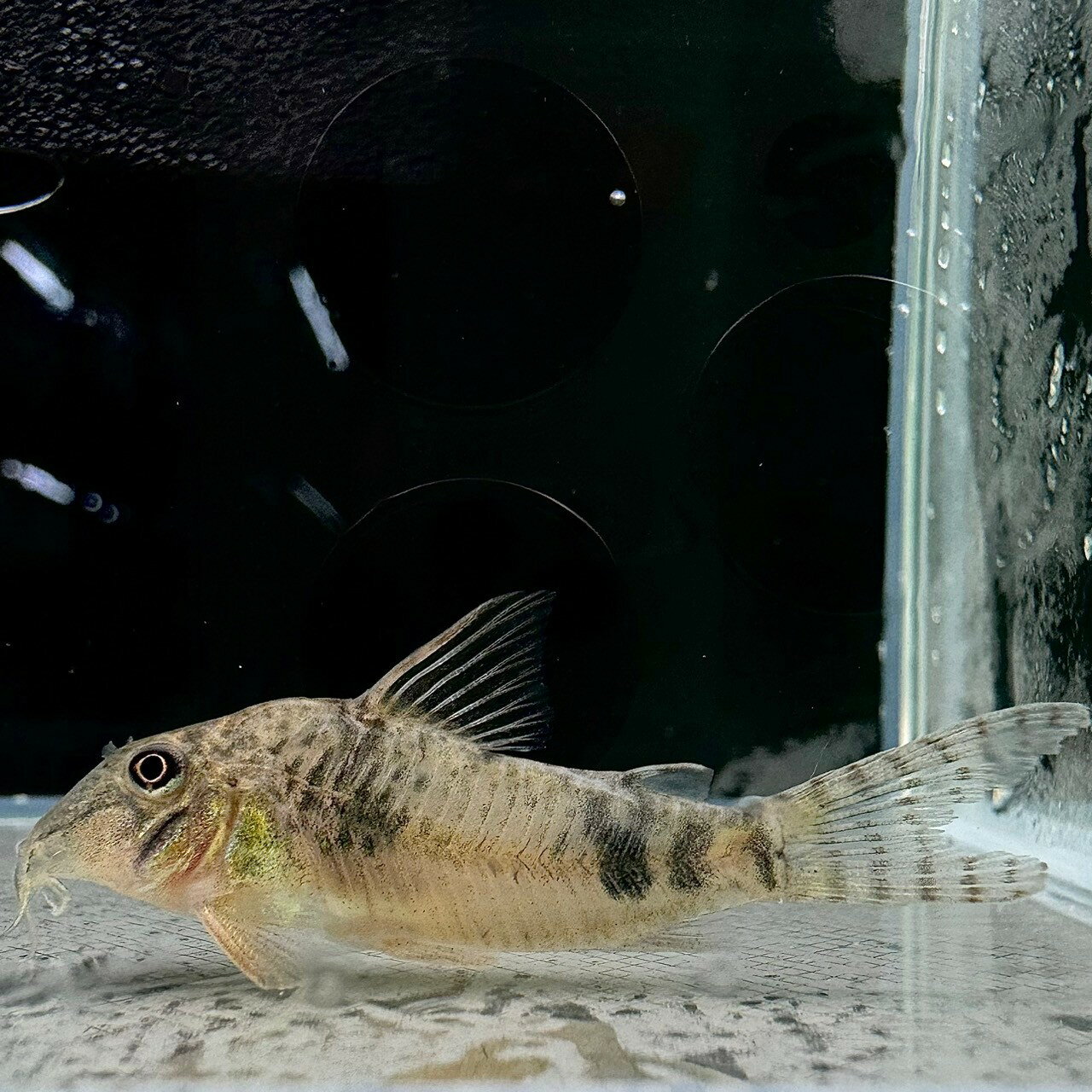 コリドラス・レイノルジー　(Mサイズ)　(5匹)　不二熱帯魚 熱帯魚 淡水魚 コリドラスのサムネイル