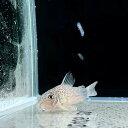 コリドラス・シミリス (Mサイズ) (5匹) 不二熱帯魚 熱帯魚 淡水魚 コリドラス