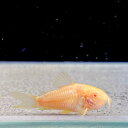 コリドラス・アルビノ (Mサイズ) (10匹) 不二熱帯魚 熱帯魚 コリドラス 淡水魚 初心者向け 人気種 定番 熱帯魚定番 生体