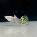 グリーンバリガーターグッピー オス♂ (5匹) 不二熱帯魚 熱帯魚 淡水魚 グッピー