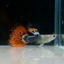 タキシードスネークバリガーターグッピー オス♂ (5匹) 不二熱帯魚 熱帯魚 淡水魚 グッピー