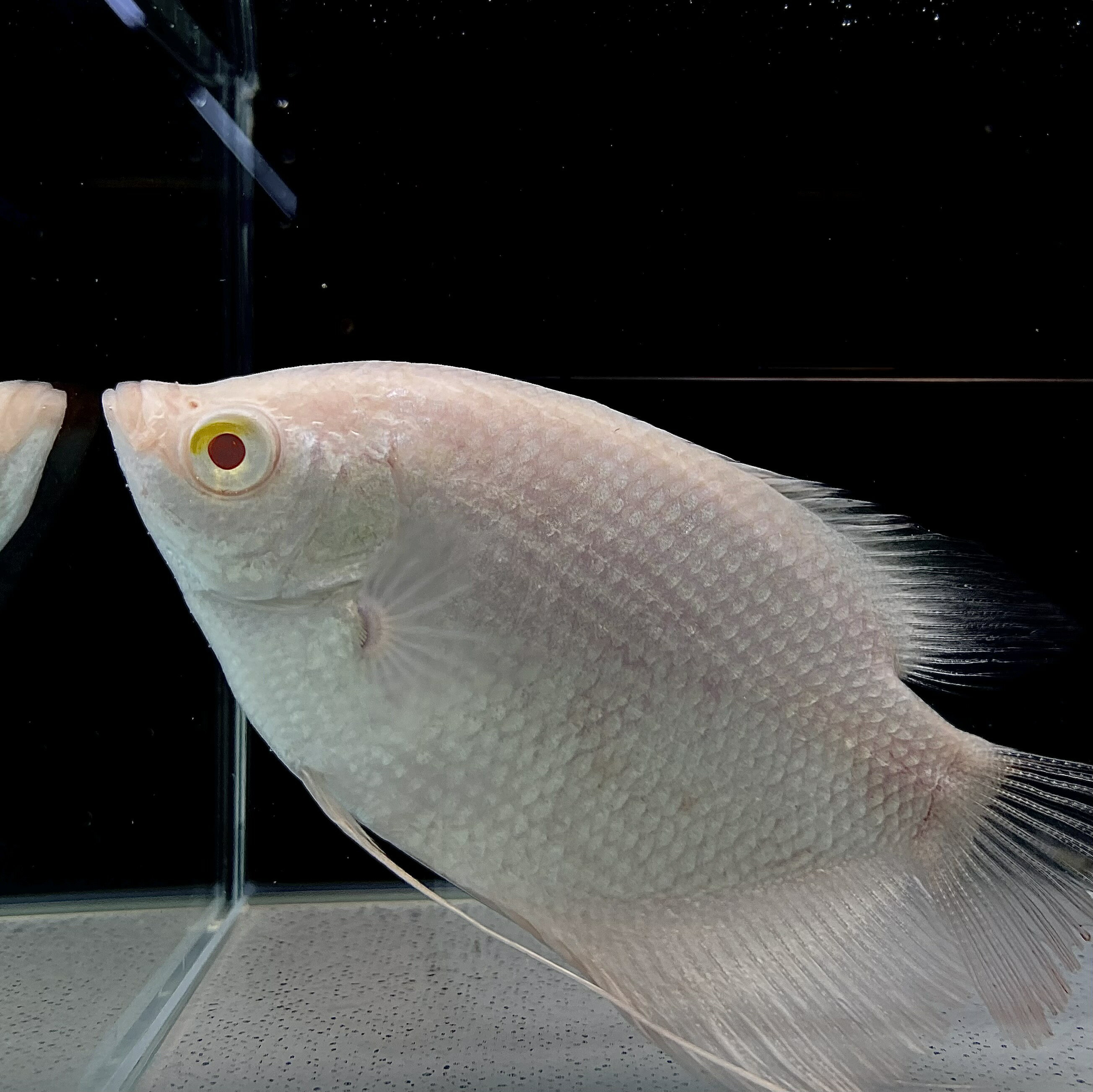 アルビノレッドアイジャイアントグラミー　(7cm±) (1匹) 不二熱帯魚 熱帯魚 淡水魚 グラミー