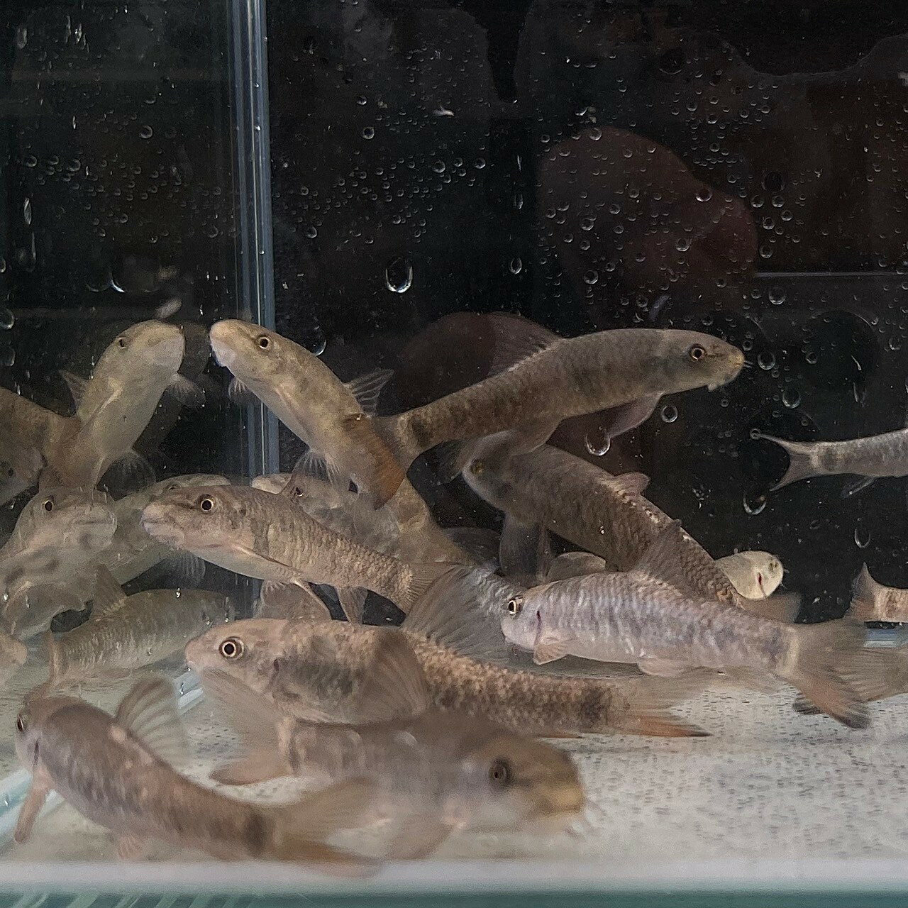 ドクターフィッシュ (8cm±) (10匹) 不二熱帯魚 熱帯魚 淡水魚 生体 ドジョウのサムネイル