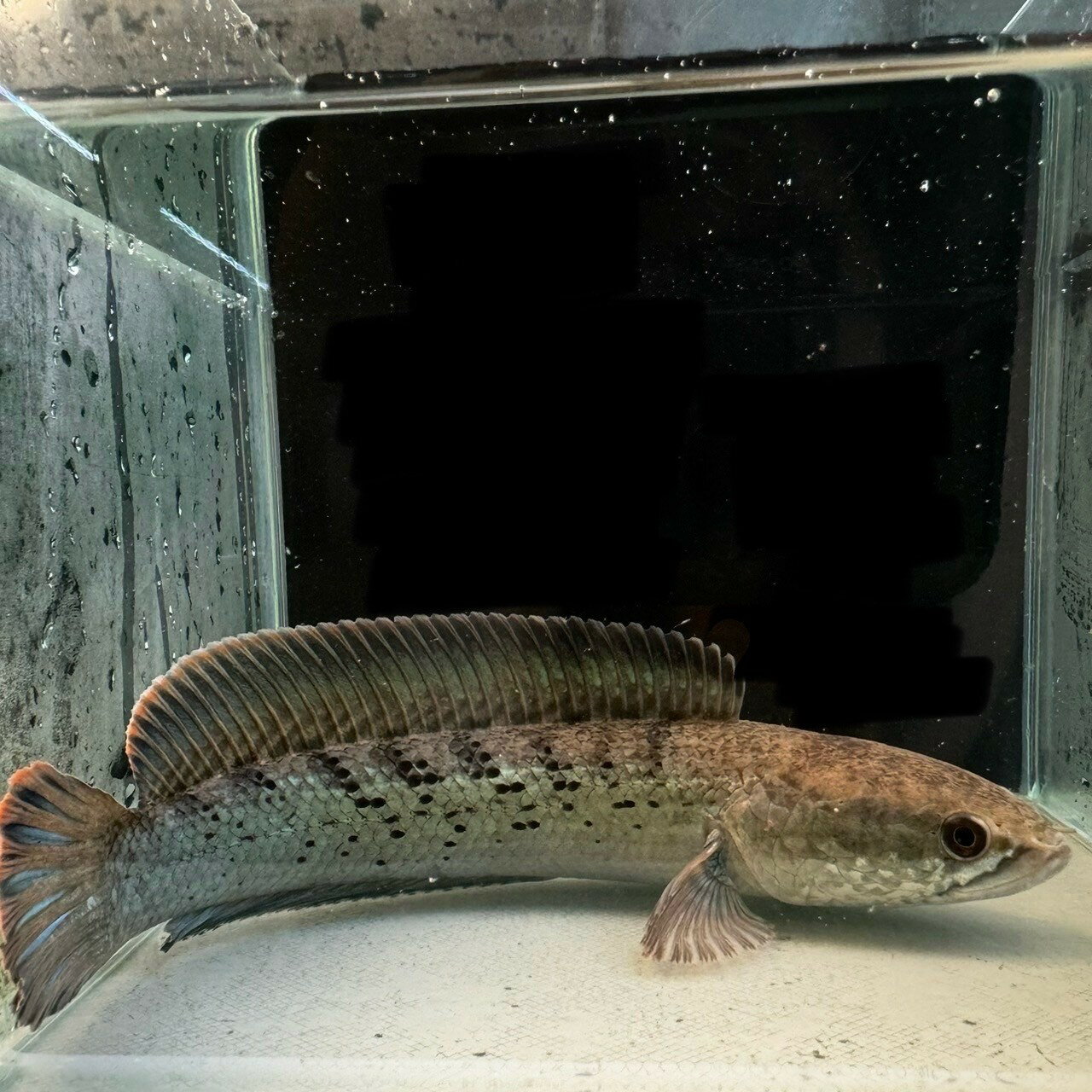 チャンナ・スチュワート (15cm±) (1匹) 不二熱帯魚 熱帯魚 観賞魚 生体 肉食魚 アナバス