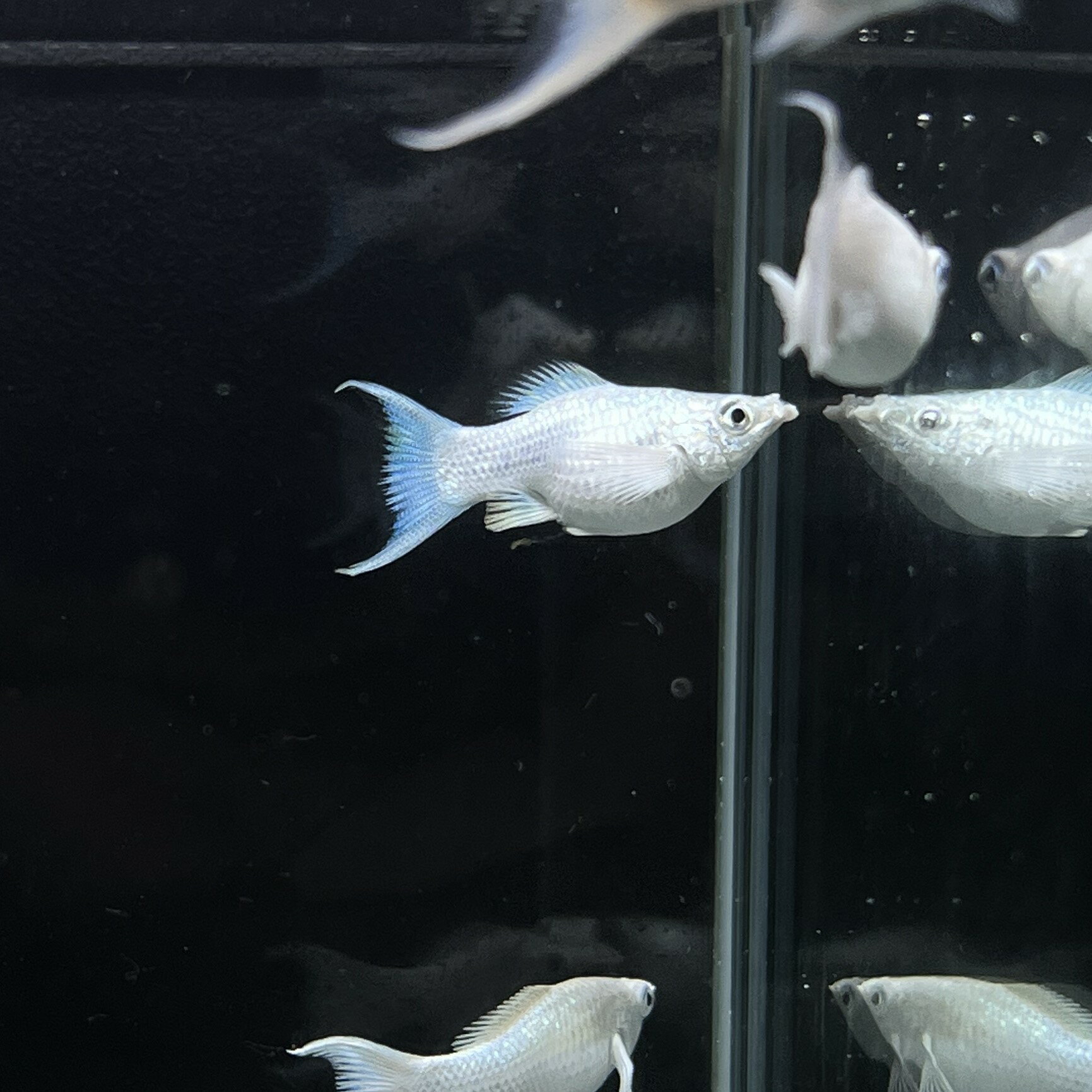 商品情報学名Poecilia velifera var.内容スカイブルーライアーテールバルーンモーリー販売サイズ3cm〜5cm前後（目測）最大体長5cm混泳可能特徴ブコケ、藍藻、油膜を食べてくれる。飼育は容易で繁殖もしやすいので、入門種としても最適です。配送についてヤマト運輸での発送となります。・特にご希望がない場合はお届け時間帯を一番早い時間帯とさせていただきます。・運送業者の都合上、南東北 、関東（一部）、信越（一部）、九州地方は午前中着不可となります。・お届けに翌日指定が不可の地域（北海道、北東北、沖縄）の発送はできません。注意事項・生体の画像はイメージです。撮影環境によりお届けする個体とは柄や色合いが異なる場合がございます、特に到着直後や水質の違い、水槽の環境に因って体色も変化しますので、あらかじめご了承ください。・表記サイズは目測になります、厳密ではありません。・個体サイズや模様、雌雄の指定についてはお受け致しかねますのでご了承下さい。・状態が良い個体のみ発送しますが、やむを得ず死着が発生する場合がございます、死着補償はございませんのでご了承下さい。・当店ではネット通販以外での販売も行っておりますので入れ違いで出品中の商品が売れてしまっている場合もございます。その際には大変申し訳ございませんが、キャンセルをさせていただく場合がございます。・生体の場合、ご注文後に調子が悪そうな場合は事前にご相談させていただくことがあります。死着保証いかなる場合も死着保証がない事をご理解いただいた上での価格設定、お取引となります。ご購入の際は必ずご納得の上ご注文をお願いいたします。※死着保証記載商品を除くスカイブルーライアーテールバルーンモーリー (Mサイズ) (5匹) 不二熱帯魚 熱帯魚 淡水魚 モーリー 熱帯魚通販不二熱帯魚 モーリー生体500種以上在庫あり 5