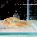 コリドラス・アエネウス (Mサイズ) (10匹) 不二熱帯魚 熱帯魚 淡水魚 コリドラス