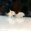 コリトラス・ジュリー (Mサイズ) (5匹) 不二熱帯魚 熱帯魚 淡水魚 コリドラス