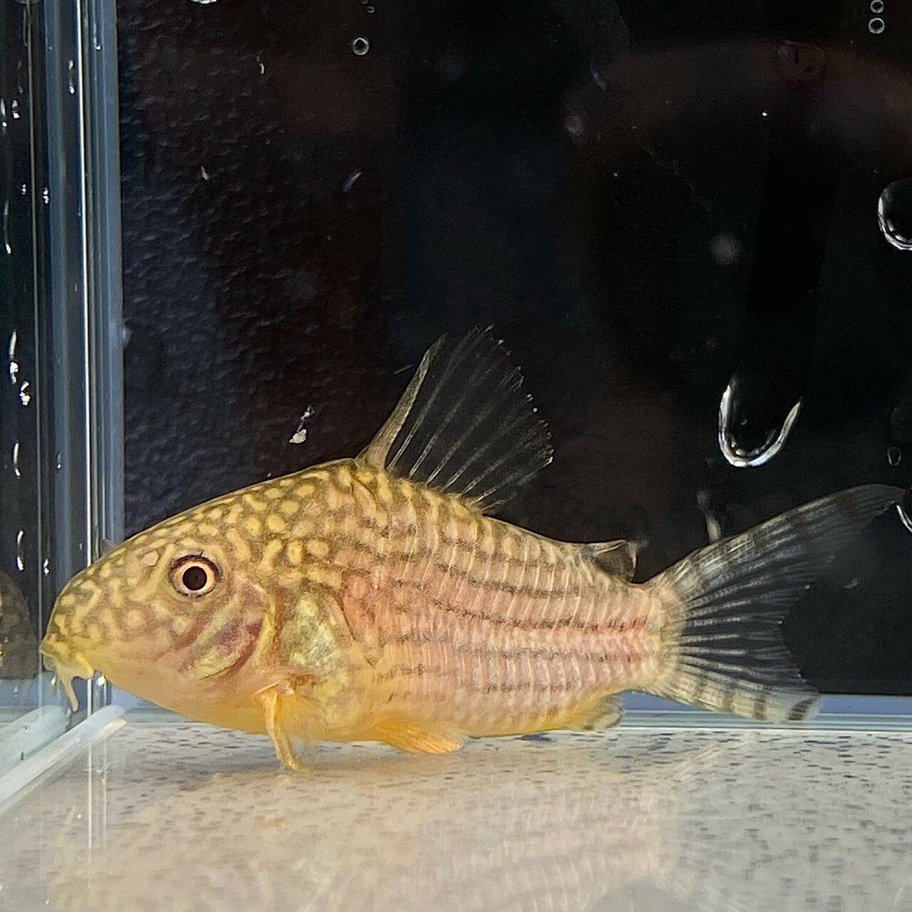 コリドラス・ステルバイ　(Mサイズ)　(5匹)　不二熱帯魚 熱帯魚 淡水魚 コリドラスのサムネイル