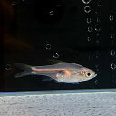 ラスボラヘンゲリー (Mサイズ) (8匹) 不二熱帯魚 熱帯魚 淡水魚 生体 コイ科(4)
