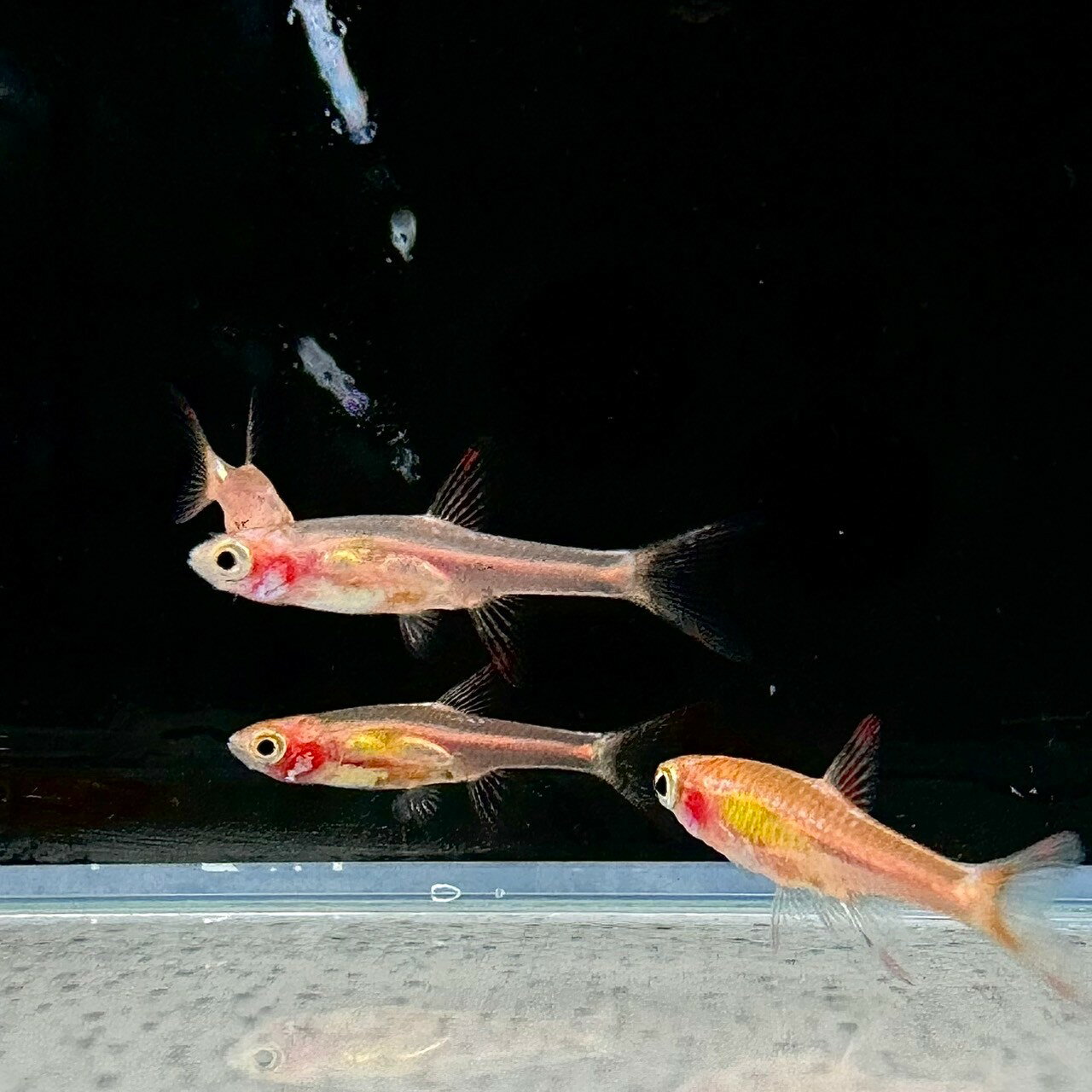 チェリーバルブ (Mサイズ) (20匹) 不二熱帯魚 熱帯魚 淡水魚 生体 コイ科