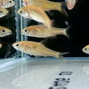 ゴールデンバルブ (Mサイズ) (10匹) 不二熱帯魚 熱帯魚 淡水魚 生体 コイ科(4)