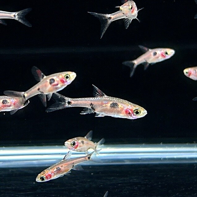 乐天商城 - (熱帯魚)ボララス・ナエヴス(ストロベリー) (Mサイズ) (10匹)不二熱帯魚 熱帯魚 淡水魚 生体 人気種 コイ科