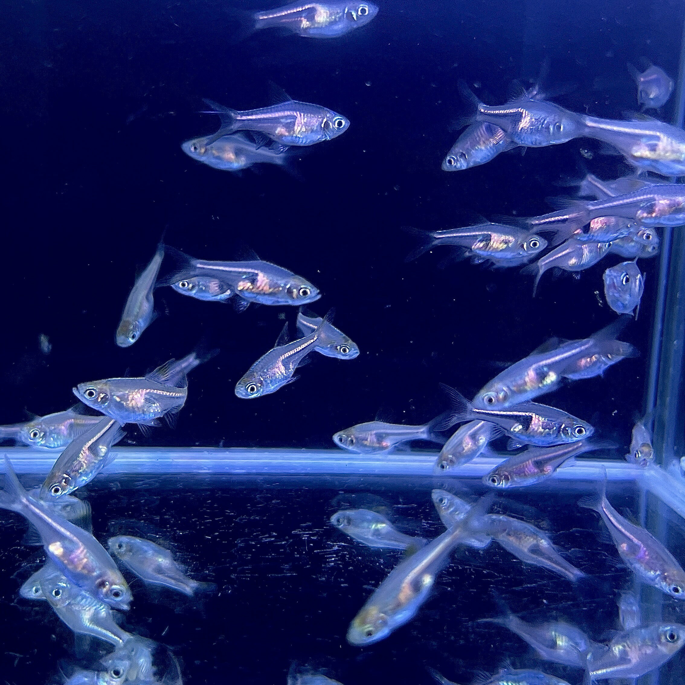 ラスボラエスペイ (Mサイズ) (10匹) 不二熱帯魚 熱帯魚 淡水魚 生体 コイ科