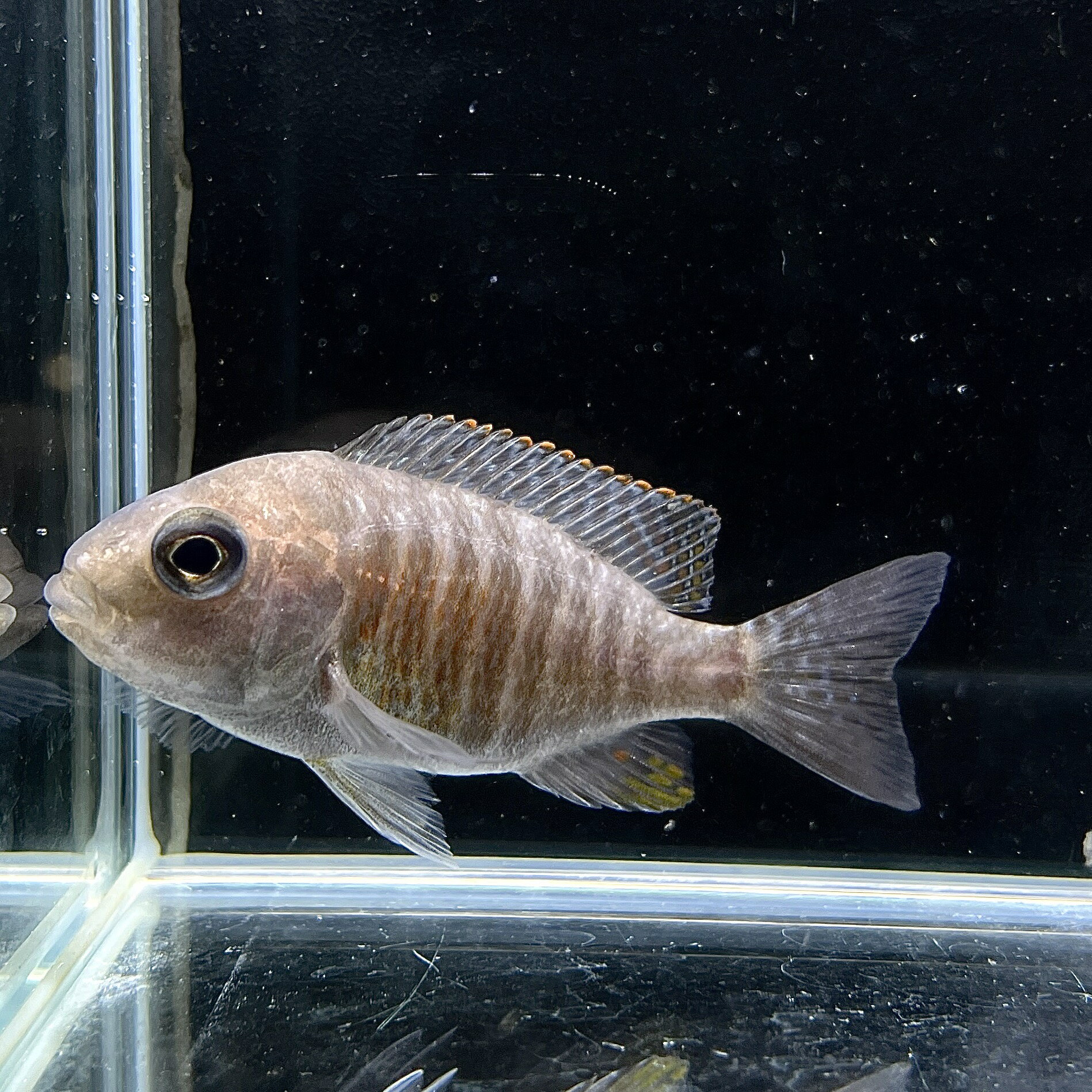 レッドピーコックシクリッド メス (10cm±) (1匹) マラウィシクリッド アフリカンシクリッド ...