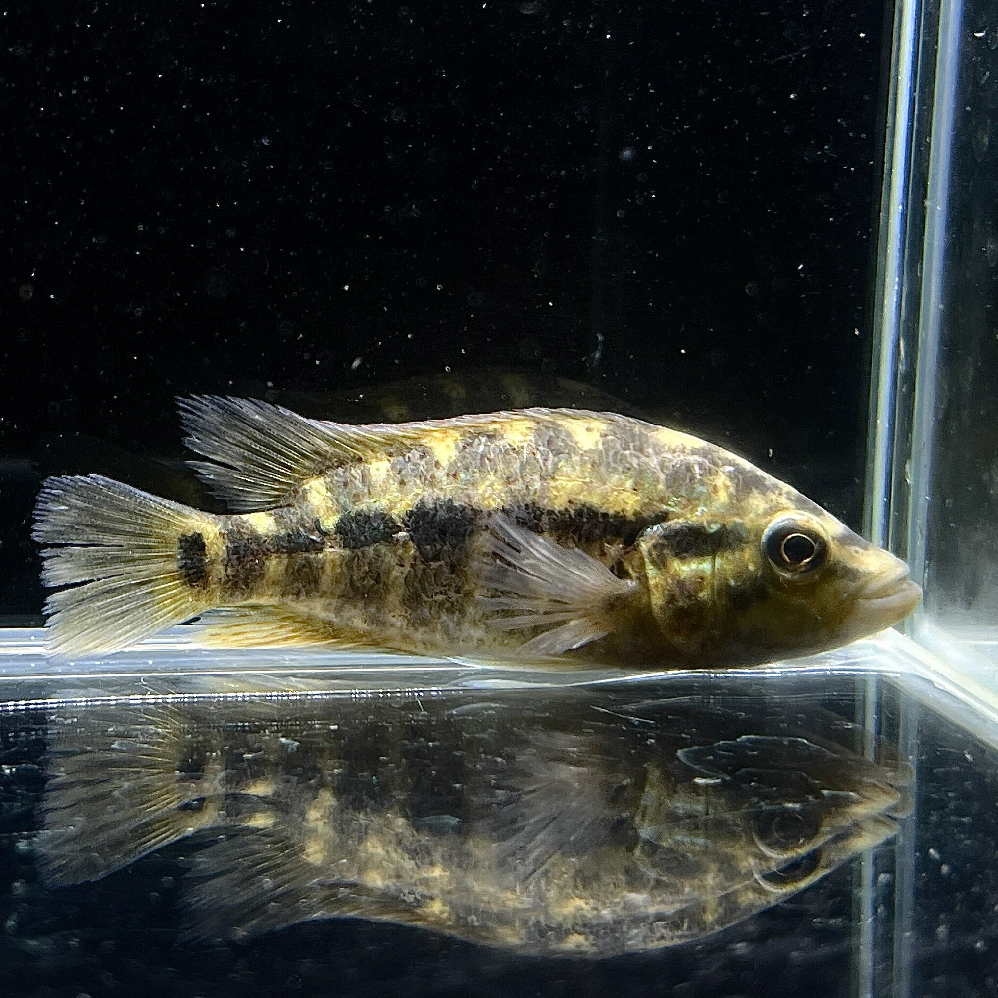 樂天商城 - パラクロミス・ドヴィ (8cm±) (1匹) 大型魚 シクリッド 熱帯魚 淡水魚 肉食魚 観賞魚 アクアリウム 生体 不二熱帯魚