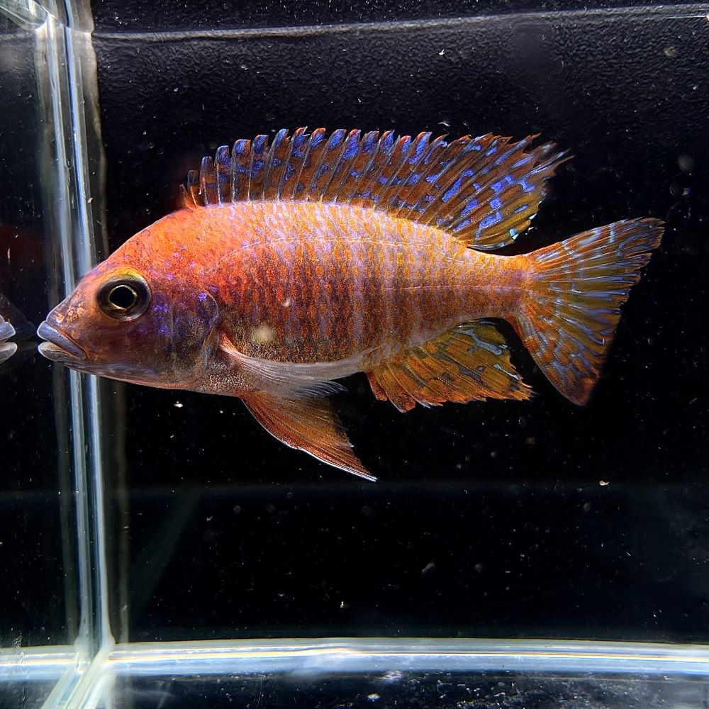 楽天市場】アフリカンシクリッド（観賞魚｜熱帯魚・アクアリウム