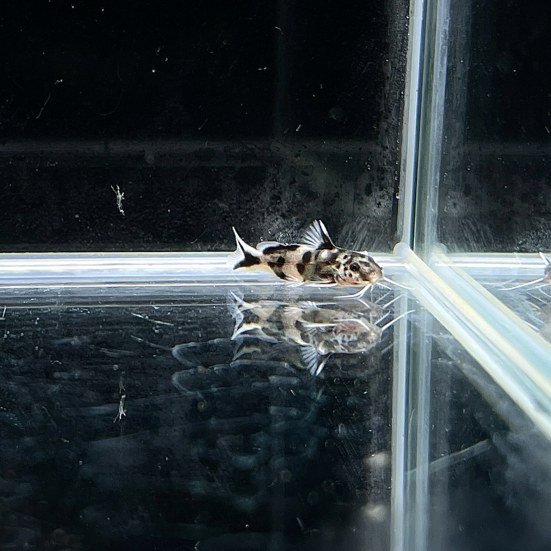 ナマズ