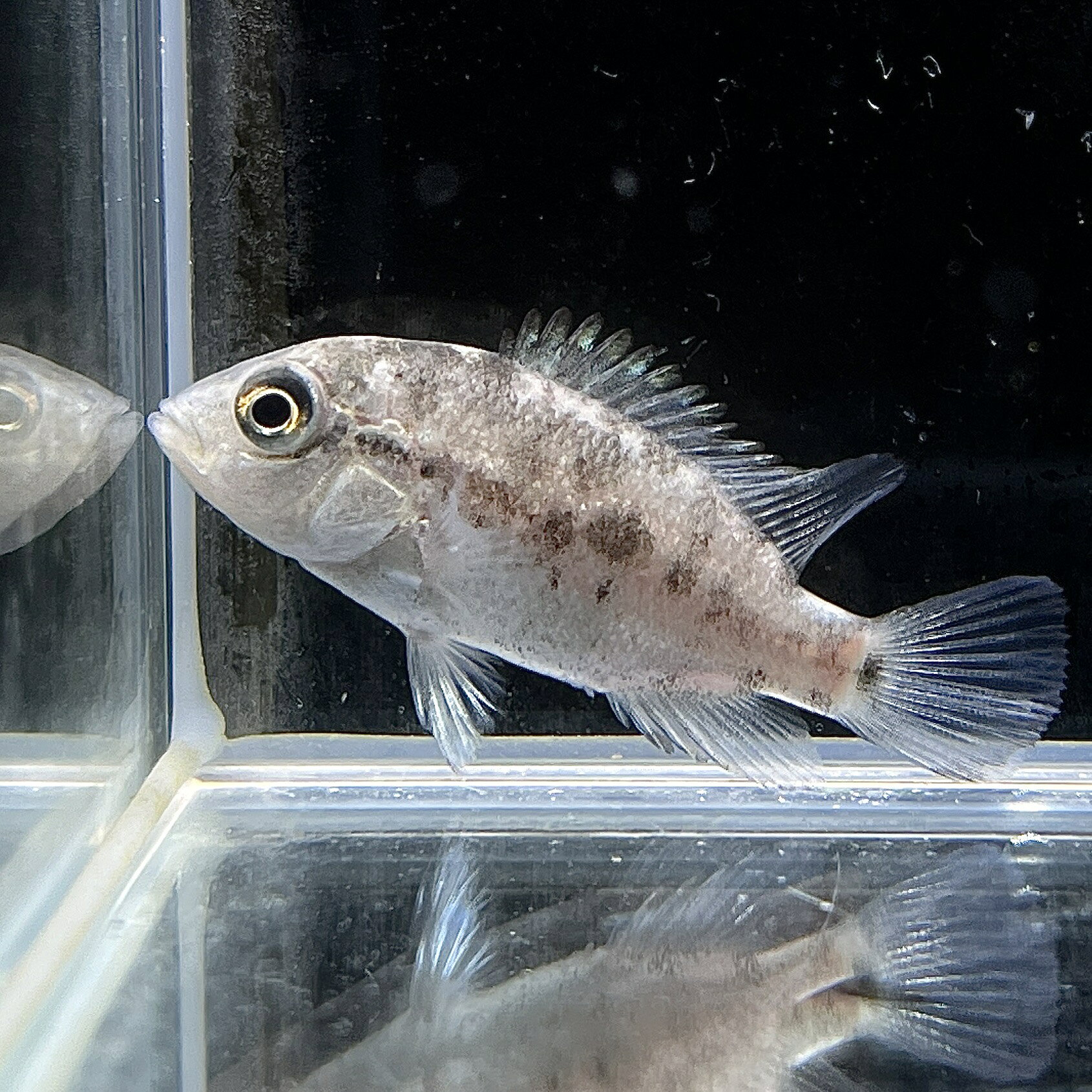不二熱帯魚のナンドプシス・ハイチエンシス (5cm±) (1匹) 不二熱帯魚 シクリッド 熱帯魚 淡水魚 生体｜アングル2