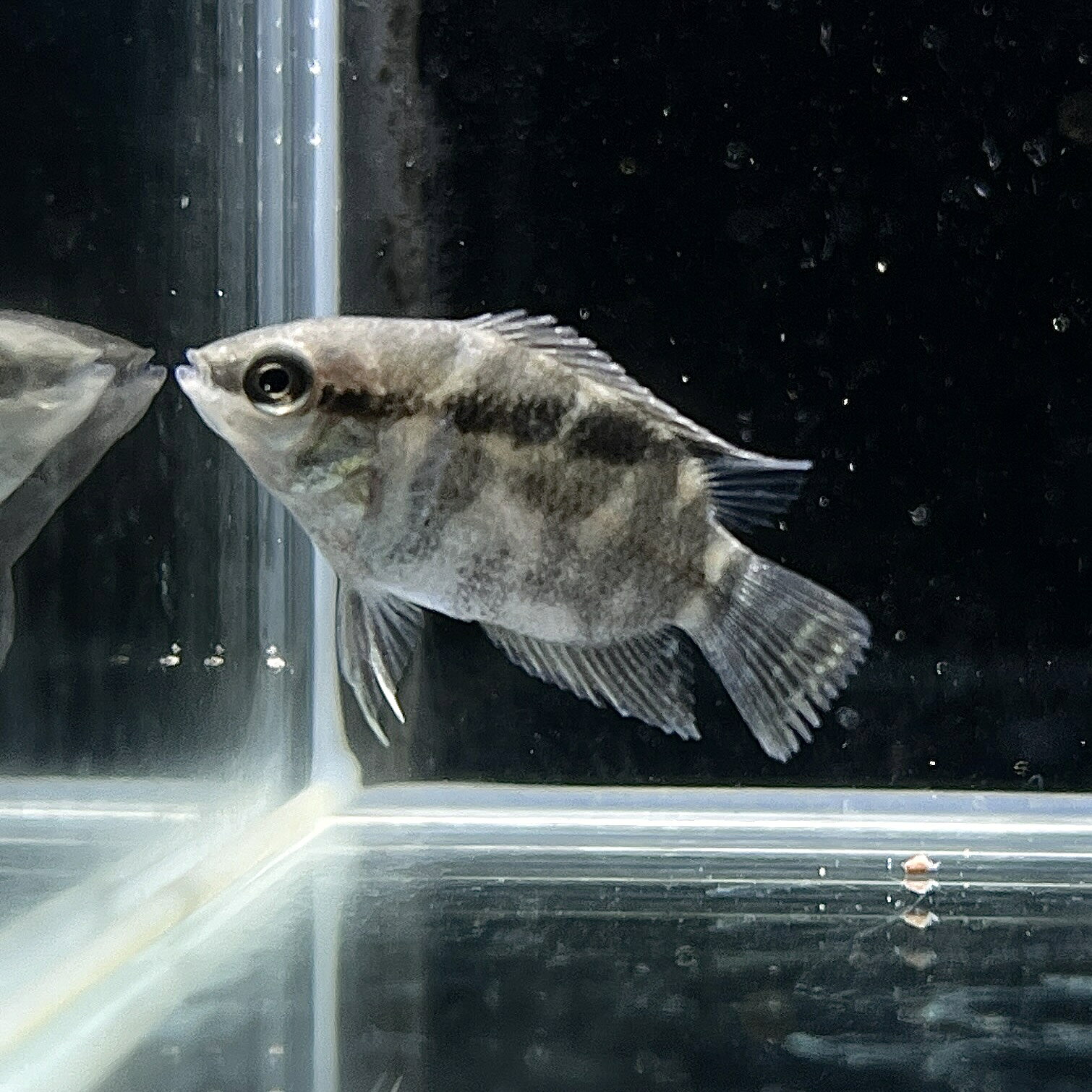 乐天商城 - メソナウタ・フェスティバム (2cm±) (1匹) 不二熱帯魚 シクリッド 熱帯魚 淡水魚 生体