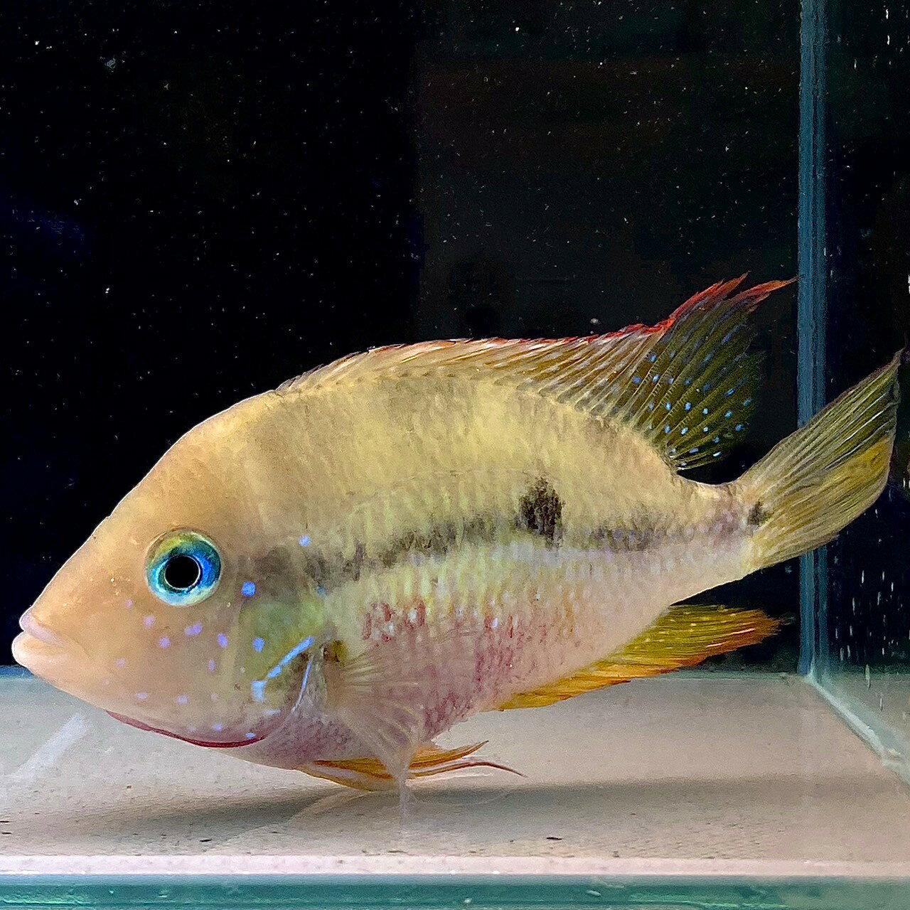トリクティス・エリオッティ (5cm±) (1匹) 不二熱帯魚 シクリッド 熱帯魚 淡水魚 生体