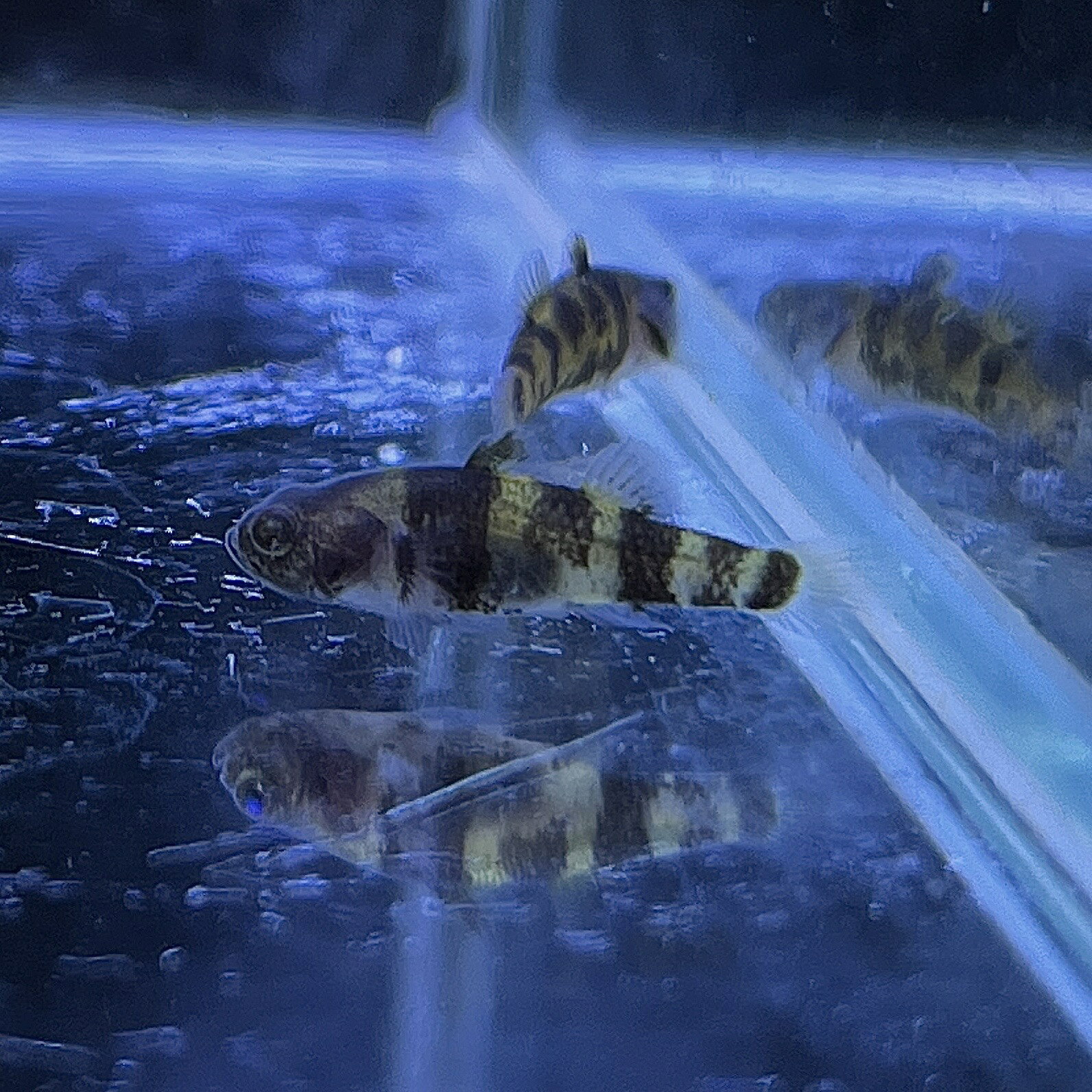 不二熱帯魚のフレッシュウォーターバンブルビーフィッシュ　(1.5cm±) (5匹) 淡水飼育 不二熱帯魚 熱帯魚 淡水魚 生体 その他｜アングル2