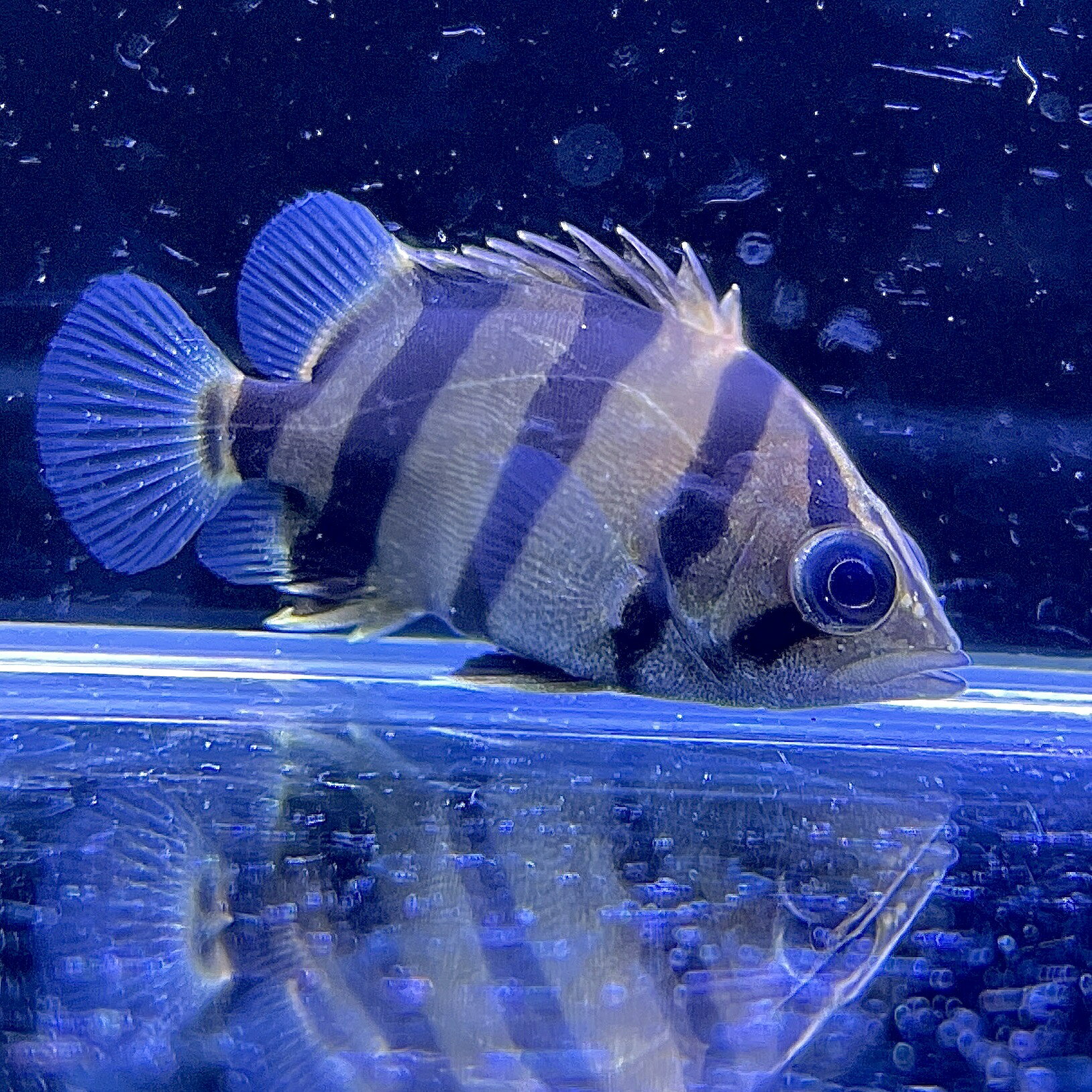 楽天市場】ダトニオ（観賞魚｜熱帯魚・アクアリウム）：ペット・ペット 