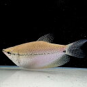 パール・グラミー(ワイルド) (6cm±) (1匹) 不二熱帯魚 熱帯魚 淡水魚 グラミー