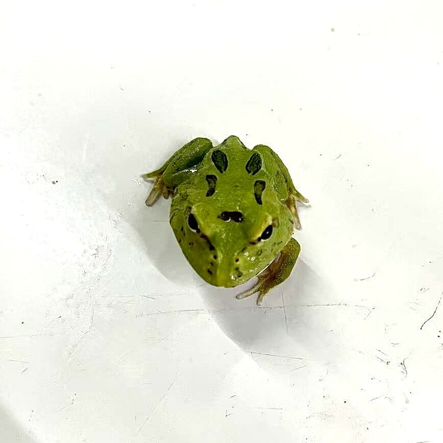 商品情報学名Ceratophrys cranwelli?内容抹茶カラーのクランウェルツノガエル　お任せ個体　※元気できれいな個体から発送させていただきます。販売サイズ3cm前後（目測）最大体長13〜15cm程度寿命5~10年以上性格・習性おとなしく、ほとんど動きません。待ち伏せ型で、餌をピンセットで与えることが多いです。ご購入前の注意こちらのカエルはハイブリッド個体が多く流通しているため、学名・品種を保証するものではございません。掲載写真の個体をご確認いただき、ご納得のうえでご購入をお願いいたします。配送についてヤマト運輸での発送となります。・日曜日休みのため、発送を行っておりません、希望着日は月曜日にできませんのでご注意ください。・特にご希望がない場合はお届け時間帯を一番早い時間帯とさせていただきます。・運送業者の都合上、南東北 、関東（一部）、信越（一部）、九州地方は午前中着不可となります。・お届けに翌日指定が不可の地域（北海道、北東北、沖縄）の発送はできません。注意事項・生体の画像はイメージです。撮影環境によりお届けする個体とは柄や色合いが異なる場合がございます、特に到着直後や水質の違い、水槽の環境に因って体色も変化しますので、あらかじめご了承ください。・表記サイズは目測になります、厳密ではありません。・個体サイズや模様、雌雄の指定についてはお受け致しかねますのでご了承下さい。・状態が良い個体のみ発送しますが、やむを得ず死着が発生する場合がございます、死着補償はございませんのでご了承下さい。・当店ではネット通販以外での販売も行っておりますので入れ違いで出品中の商品が売れてしまっている場合もございます。その際には大変申し訳ございませんが、キャンセルをさせていただく場合がございます。・生体の場合、ご注文後に調子が悪そうな場合は事前にご相談させていただくことがあります。死着保証(1)死着がある場合は袋を開けず直ぐに撮影、開封してしまうと保証対象外となります。(2)死着の場合は生体到着後2時間以内ご連絡ください。(3)生体の補償は出荷日の翌日16時まで到着指定分のみになります。それ以降は補償できません。(4)お客様都合により受け取りが遅れ、再配達の場合は対象外になります。(5)1点物になりますので、死着相当分の金額を返金いたします。(6)運送会社の遅延により、着死、生存の有無にかかわらず受取拒否、発送元に返送した場合は保証外。※着日以降はいかなるクレームもお受けできません。【死着保証付き】抹茶 クランウェルツノガエル (3cm±) (1匹) (お任せ) 不二熱帯魚 熱帯魚 淡水魚 生体 その他 熱帯魚通販 不二熱帯魚 カエル 生体500種以上在庫あり 5