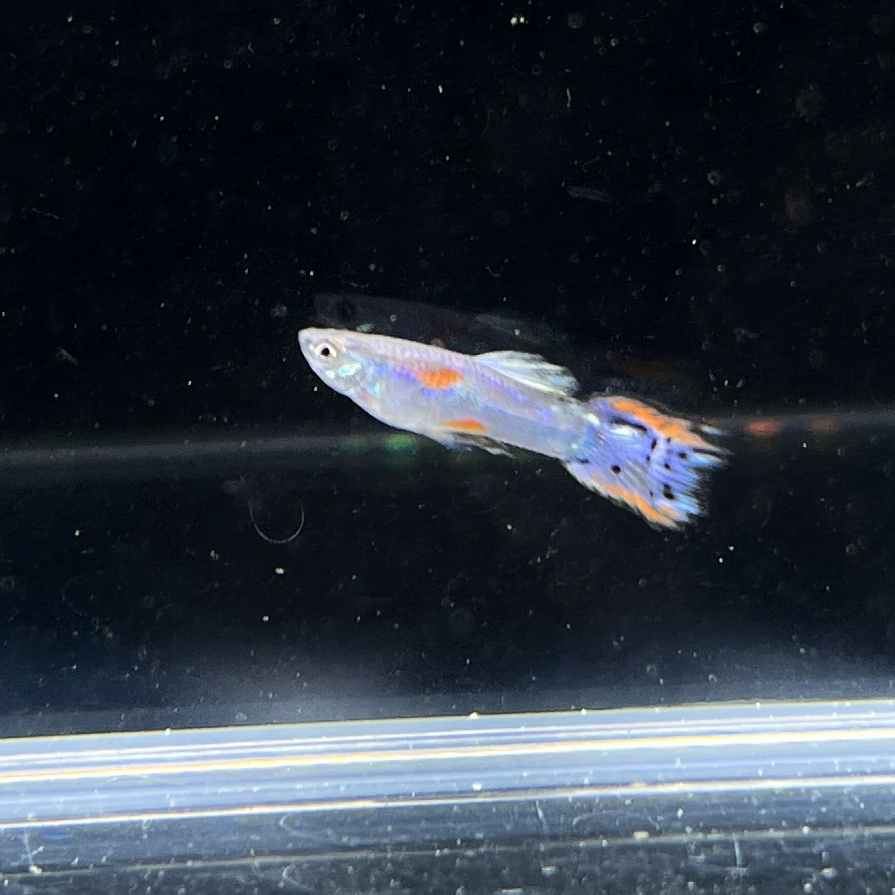 ��åɥ��饹�ӥå��ơ��륰�åԡ��������� (M������) (3ɤ) ����Ǯ�ӵ� Ǯ�ӵ� ø��� ���åԡ�