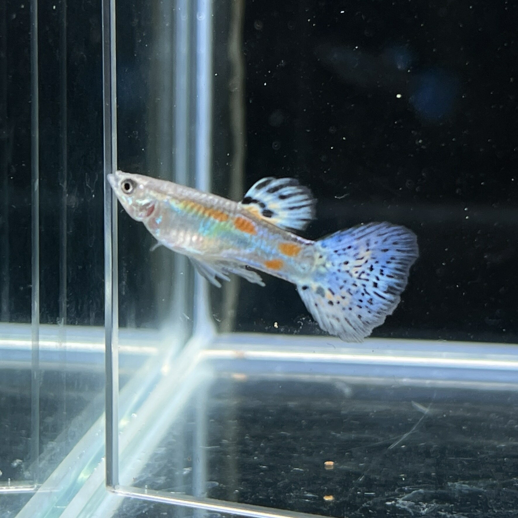 �֥롼���饹�ӥå��ơ��륰�åԡ��������� (M������) (3ɤ) ����Ǯ�ӵ� Ǯ�ӵ� ø��� ���åԡ�