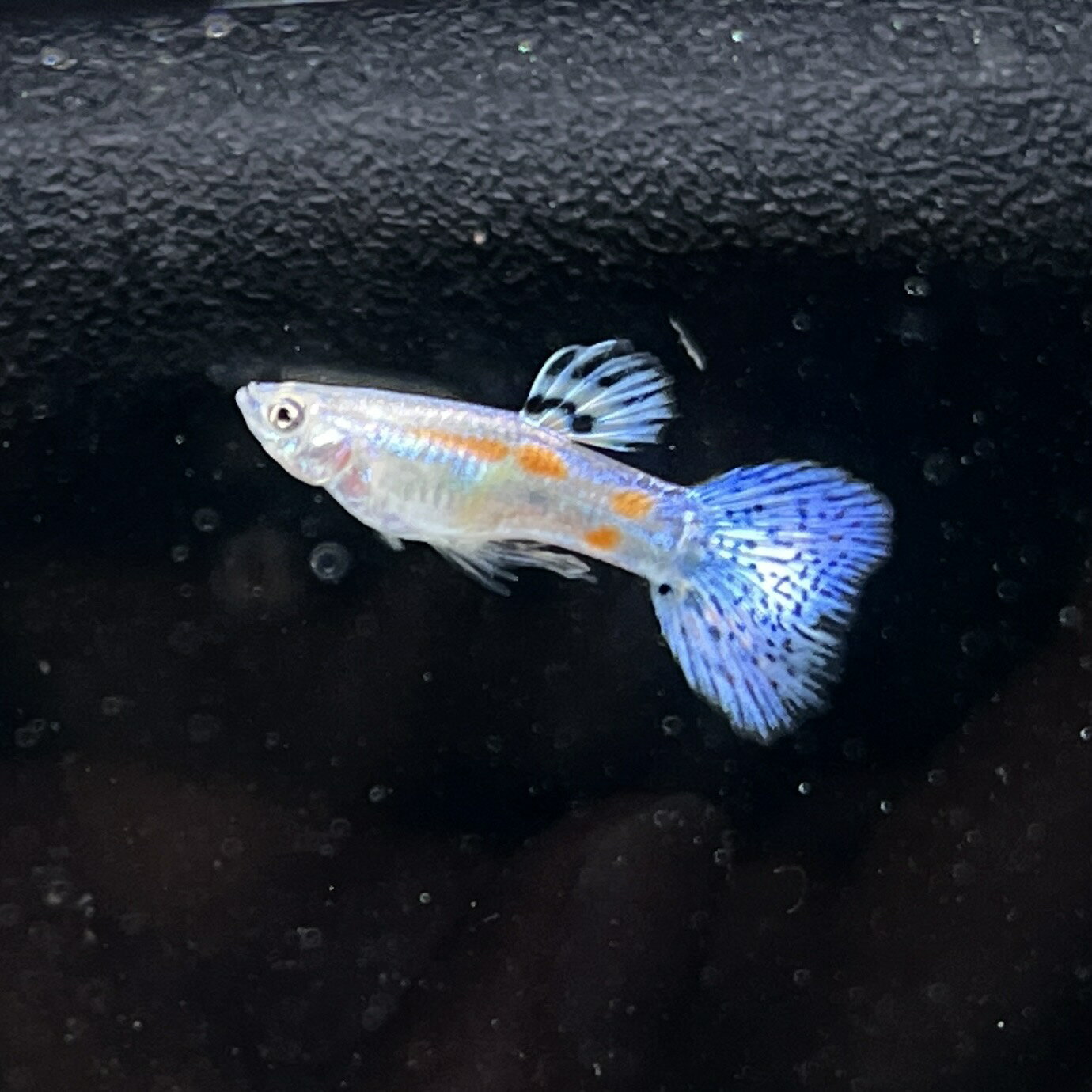 ブルーグラスビッグテールグッピー　オス♂ (Mサイズ) (3匹) 不二熱帯魚 熱帯魚 淡水魚 グッピ ...