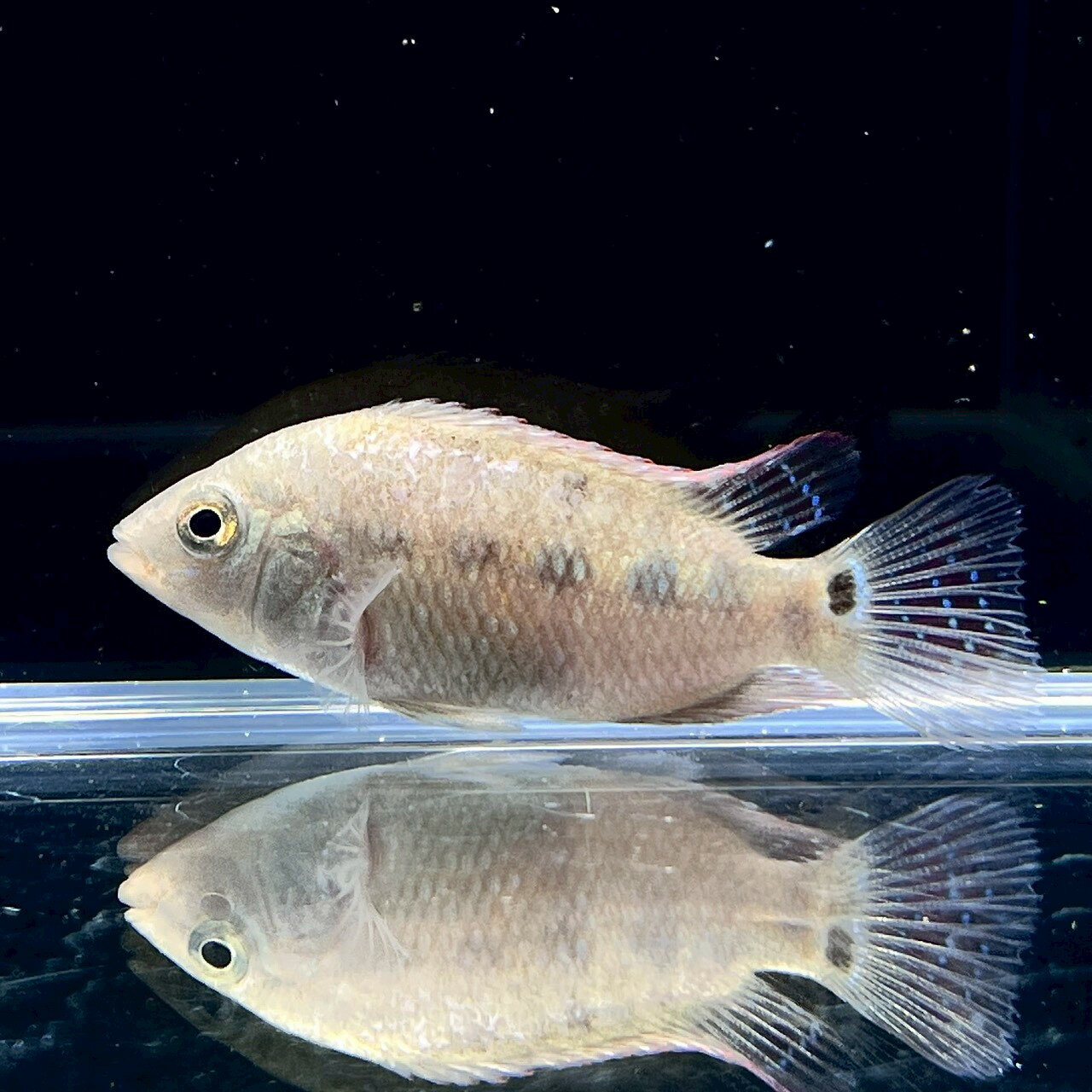 �᥽�إ��� �ե����� (4cm��) (1ɤ) ����Ǯ�ӵ� ������å� Ǯ�ӵ� ø��� ����