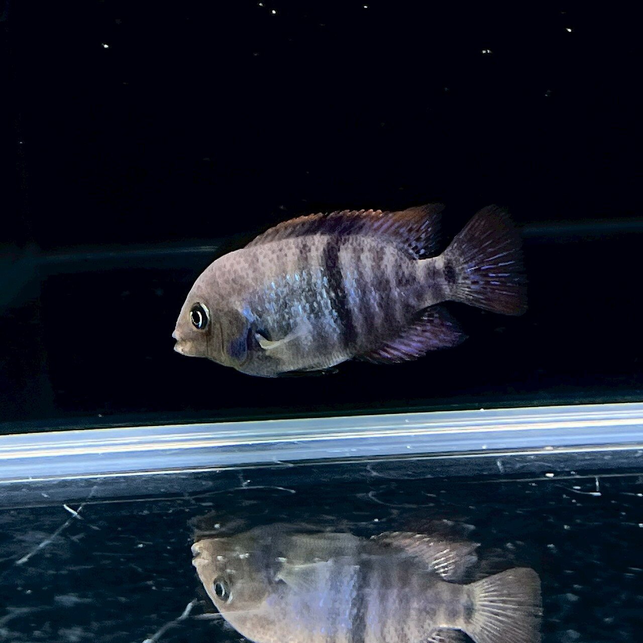 T-バー・シクリッド (3cm±) (1匹) 不二熱帯魚 シクリッド 熱帯魚 淡水魚 生体